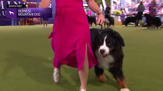 Bernese Mountain Dogs  Breed Judging 2024 [upl. by Lahcear]