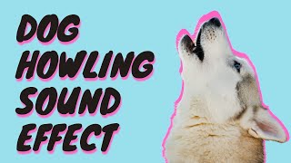 Dogs Howling How To Make Your Dog Howl Sound Effect [upl. by Cailly]