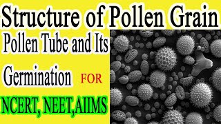 Structure of Pollen Grain amp Structure of Pollen Tube  CBSENCERT 12th class [upl. by Ratna]