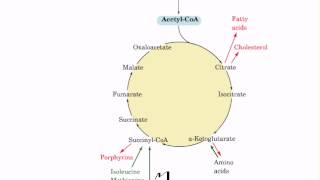 Amphibolic pathways of citric acid cycle [upl. by Jamieson]