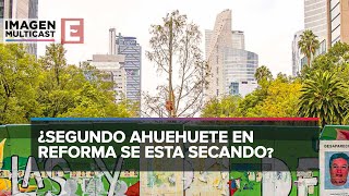 ¿Segundo ahuehuete en Reforma se esta secando [upl. by Anilocin]