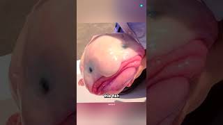 Why the Blobfish Looks Like This [upl. by Niattirb640]