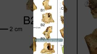 Mysteriöser Schädelfund Forscher entdecken unbekannte menschliche Spezies [upl. by Htyderem]