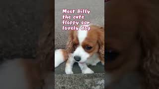 Floppy Ear Lovely Dog cute doglover floppy lofi doglife [upl. by Balas]