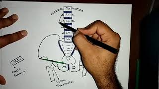 Lumbar Plexus By Ahmed Belhaj ✍️✍️👌👌 [upl. by Yriek150]