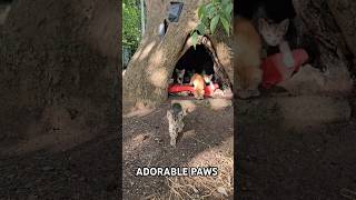 The mother cat gave birth in a tree hole and raised her kittens there [upl. by Neeron]