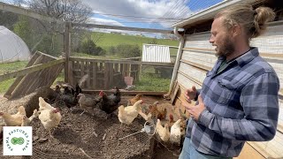 Chicken Composting System Tour  The Hollar Homestead [upl. by Torp]