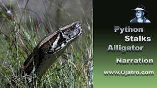 Python stalks Alligator 01 Narration [upl. by Narual]