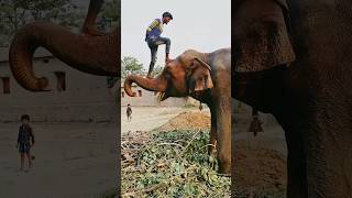 Please sporrt me 🙏👍 elephant animals funny shorts youtubeshorts love sad viralvideo status [upl. by Irbmac922]