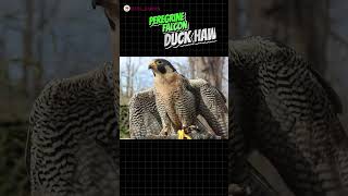 Facts About Peregrine Falcon  facts shorts foryou hindi [upl. by Wallis917]