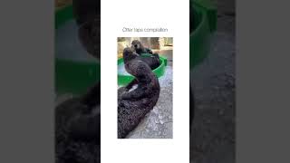 CUTE OTTERS CLAPPING HANDS COMPILATION  OTTER TAPS COMPILATION [upl. by Notsniw106]