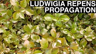 How to Propagate Ludwigia Repens  Cheap Quick and Easy [upl. by Laurent]