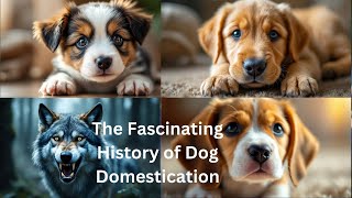 The Fascinating History of Dog Domestication [upl. by Steady]