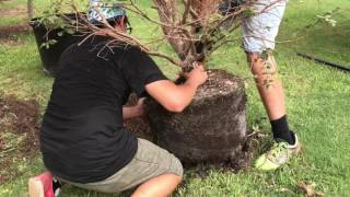 Planting a 25 gallon Jaboticaba Tree [upl. by Rustie]