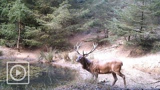 Modderpoel op de Veluwe deze dieren komen langs  WILDCAM [upl. by Ellehcsar]