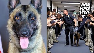 Retired Police Dog Takes Final Walk After 8 Years on the Force  New York Post [upl. by Abraham]