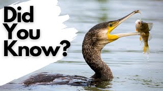 Things you need to know about CORMORANTS [upl. by Tehr]