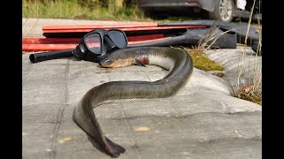 Eel spearfishing I ungurių medžioklė I dalis [upl. by Maddi]