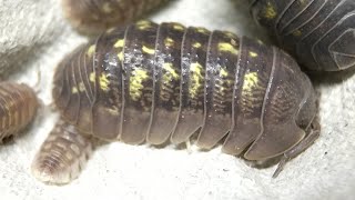 Armadillidium granulatum Isopod Care Guide [upl. by Enohpets]