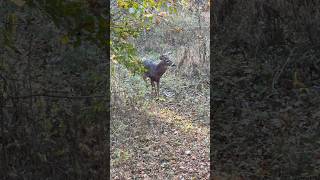 Nice buck making a scrape Shoot or pass subscribe hunting deer fyp [upl. by Aubry]