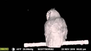 Meowing Great Horned owl on our perch [upl. by Garap]