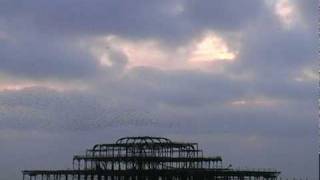 Starlings flocking over Brightons West Pier [upl. by Assiralk]