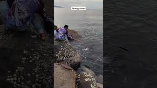 Strike sotong babon dengan muncratan tinta fish sotong cumi sea laut mancing fishingvideo [upl. by Gerc]