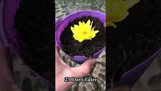 How to grow chrysanthemums properly and quickly [upl. by Ellertal]