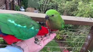 A speedy feed A pair of King Parrots eating sunflower seeds from my hand [upl. by Kirby]