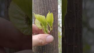 Learn How to Graft Fruit Trees plants grafting tree graft nature farming ytshorts fruittrees [upl. by Orvah]