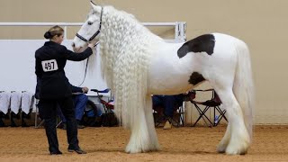 25 Most Beautiful Horses on Planet Earth [upl. by Steffin116]