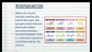 5 Neurotransmission amp Neurotransmitters  Stage 1 Psychology [upl. by Nnylkcaj]