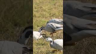 Gander Searching Food birdlife wildlife youtubeshorts [upl. by Ennovahc]