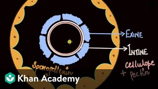 Microsporogenesis  Reproduction  Biology  Khan Academy [upl. by Aristotle]