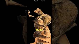 Meet the Satanic LeafTailed Gecko Natures ultimate master of disguise [upl. by Elie]