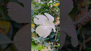 Yasser Al Dossari fypシ゚viral nature quranrecitation yasseraldosari flowers [upl. by Dannie818]