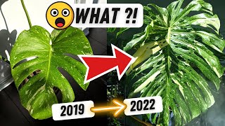 How I grew my Monstera Thai Constellation this BIG 😮 Monstera Plant Care 💚 The Journey in LECA [upl. by Carmelle]