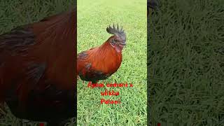 plslikesubscribe shortvideo shorts ayam cemani ulikba rooster chicken [upl. by Annawaj]