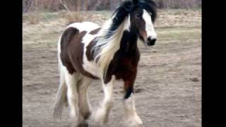 Beautiful Gypsy Horses of Forest Knights Gypsy Horses in Tooele Utah [upl. by Thinia515]