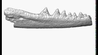 Triassic origin for Lepidosauria lizards snakes and tuatara  Movie 1 [upl. by Oicul305]