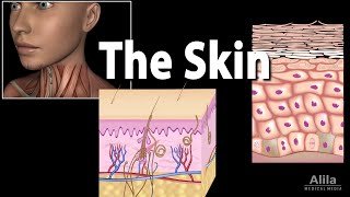 Anatomy and Physiology of the Skin Animation [upl. by Ojoj937]