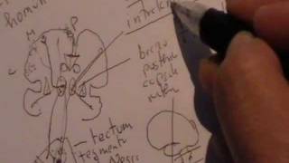 NEUROANATOMIA 20 TRACTOS ASCENDENTES DE LA MEDULA ESPINAL DOLOR [upl. by Esirehc]