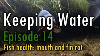 Episode 14 Fish health mouth and fin rot [upl. by Kcire]