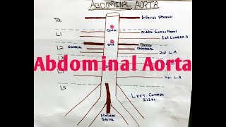 Abdominal Aorta and it’s Branches Anatomy [upl. by Halilahk]