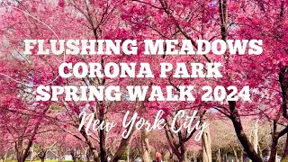 Okame Cherry Blossoms Flushing Meadows Corona Park Spring Walk 2024 in Queens New York City [upl. by Citarella]