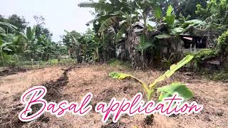 PAG APPLY NG HERBICIDE  GRASS ZERO herbicide grasszero talong farmer bohol up [upl. by Ibmab676]