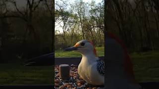 Female redbellied woodpecker  birding birds birdslover birdwatching oklahoma birdsounds [upl. by Yllop]