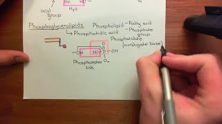 The LDL Receptor Part 1 [upl. by Celio]