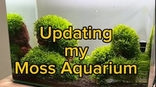 Moss Aquarium update aquarium aquascaping fishtank [upl. by Garrott831]