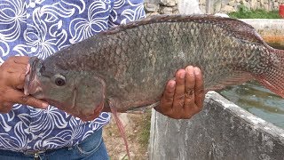 Criadero de Mojarra Tilapia en Loma Bonita [upl. by Hedveh]